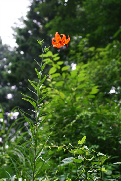 Image:Tiger lily 1.png